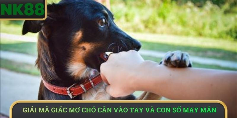 Giải mã giấc mơ chó cắn vào tay và con số may mắn